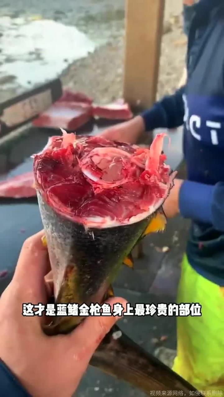 这才是金枪鱼身上最珍贵的部位