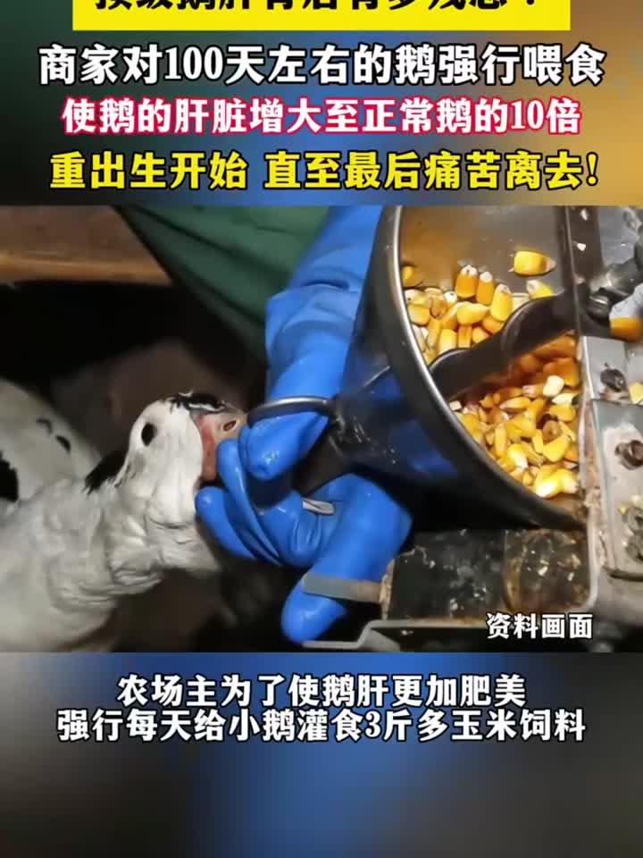 “顶级鹅肝”好吃吗？你知道背后有多残忍吗？