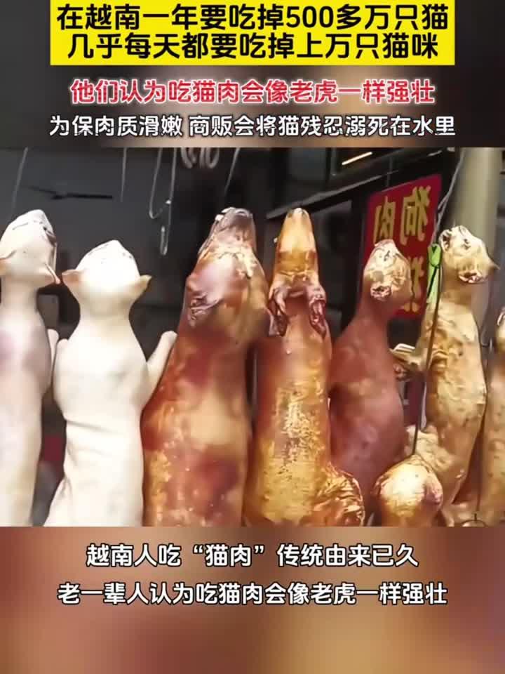 一年吃掉400万只猫,越南人为啥爱吃猫肉?中国人却几乎不吃?