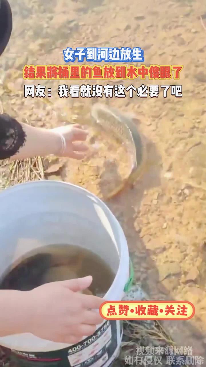女子到河边放生,结果将桶里的鱼放到水中傻眼了