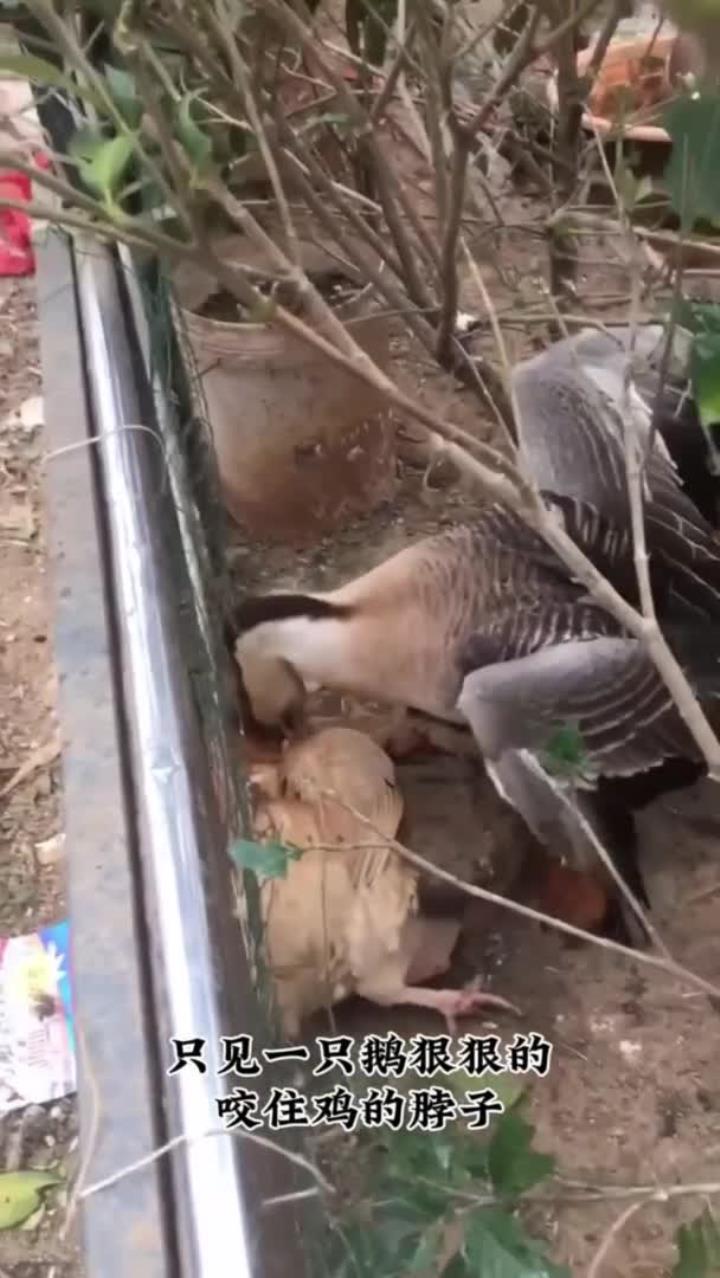 这鹅也太欺负鸡了吧