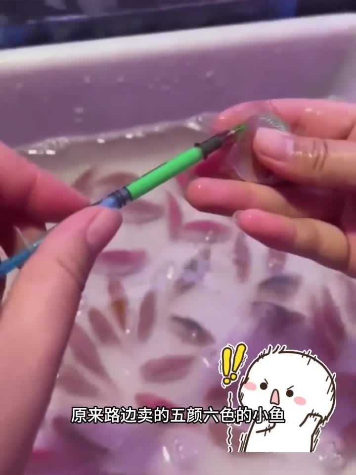 五颜六色的小鱼,注射的颜色
