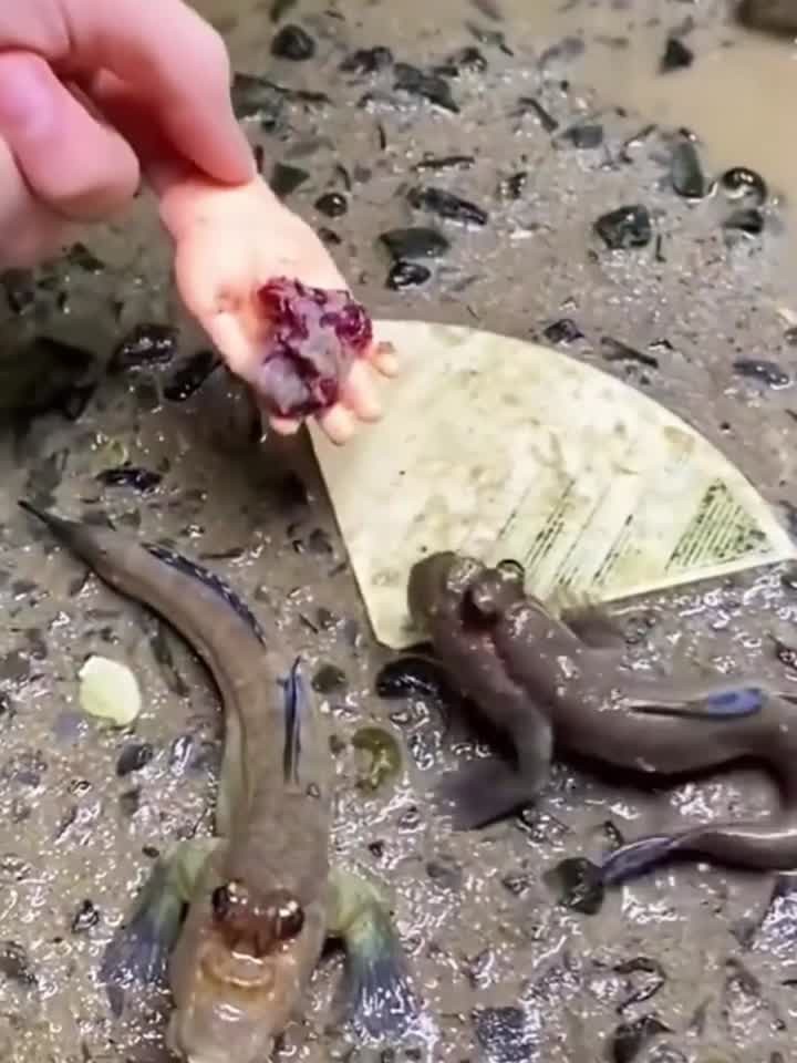 爱吃肉的鱼,还不挑食呢