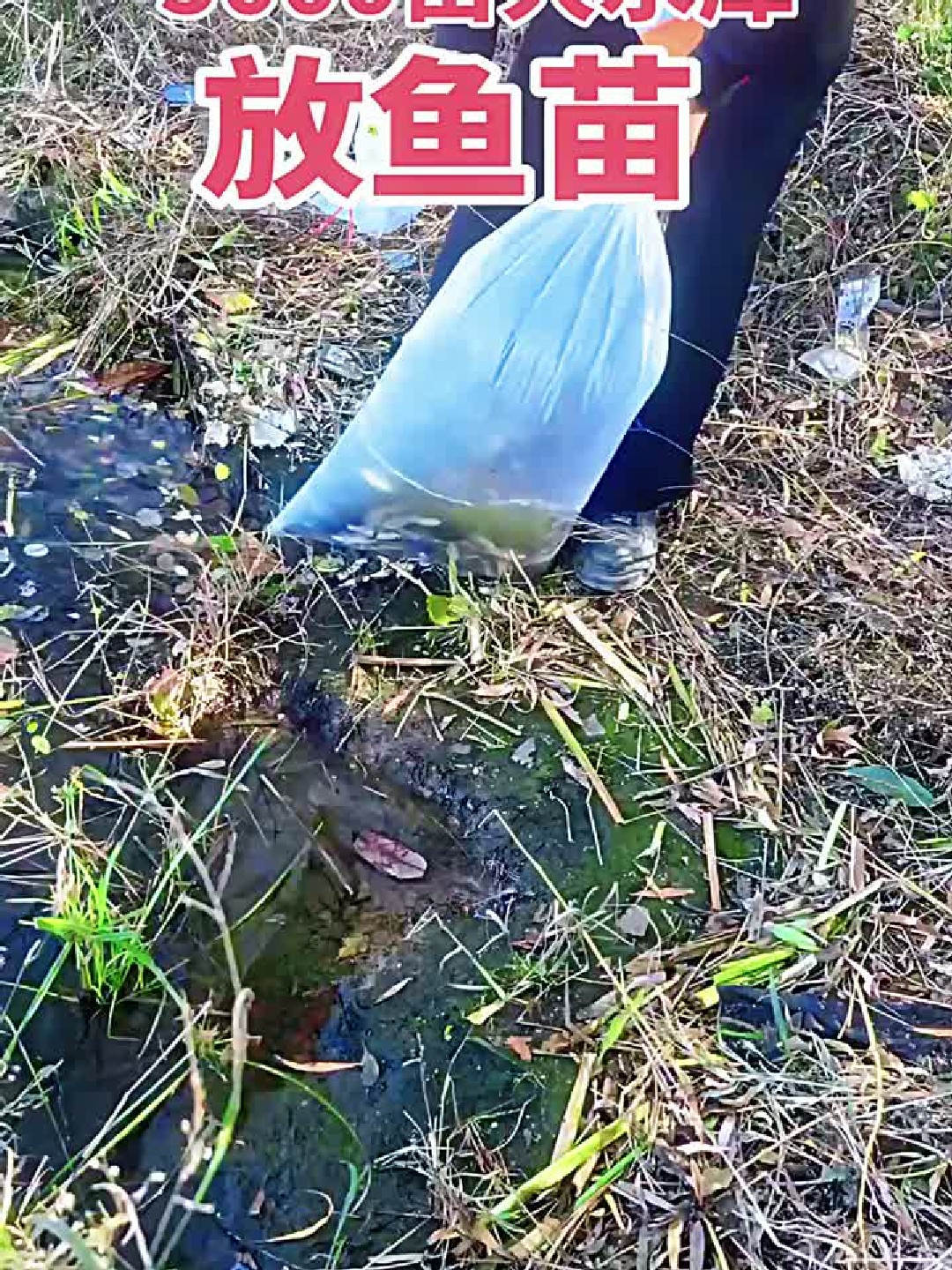 5000亩大水库放鱼苗!