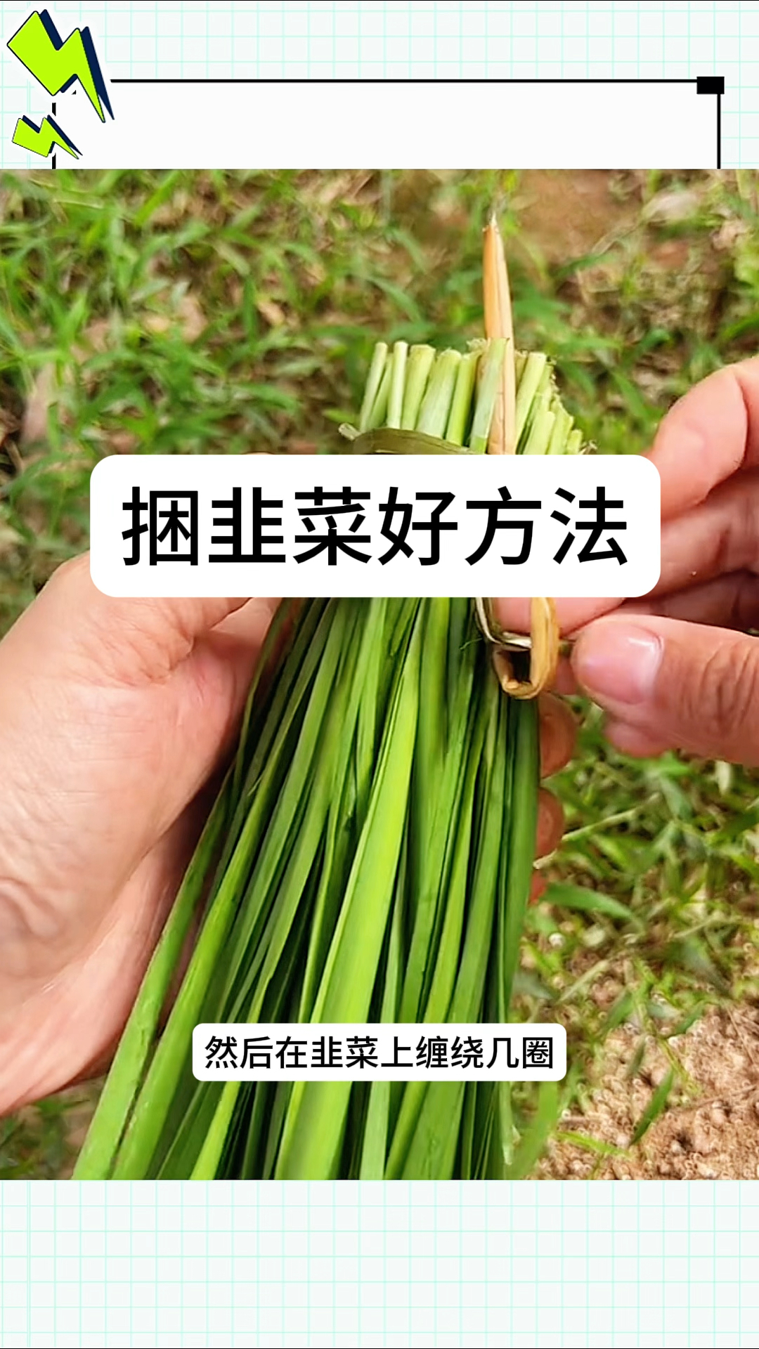 捆韭菜好方法,这一招太实用了