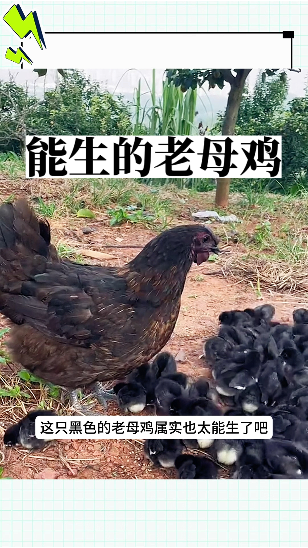 能生的老母鸡，居然生了这么多小鸡仔