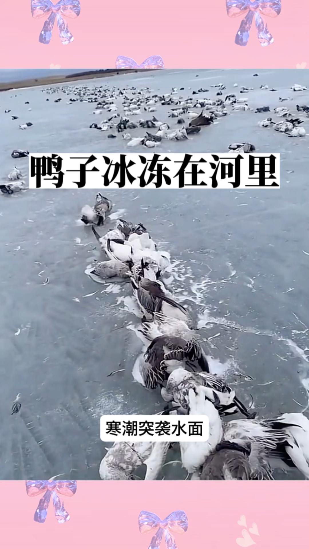 鸭子冰冻在河里,损失惨重