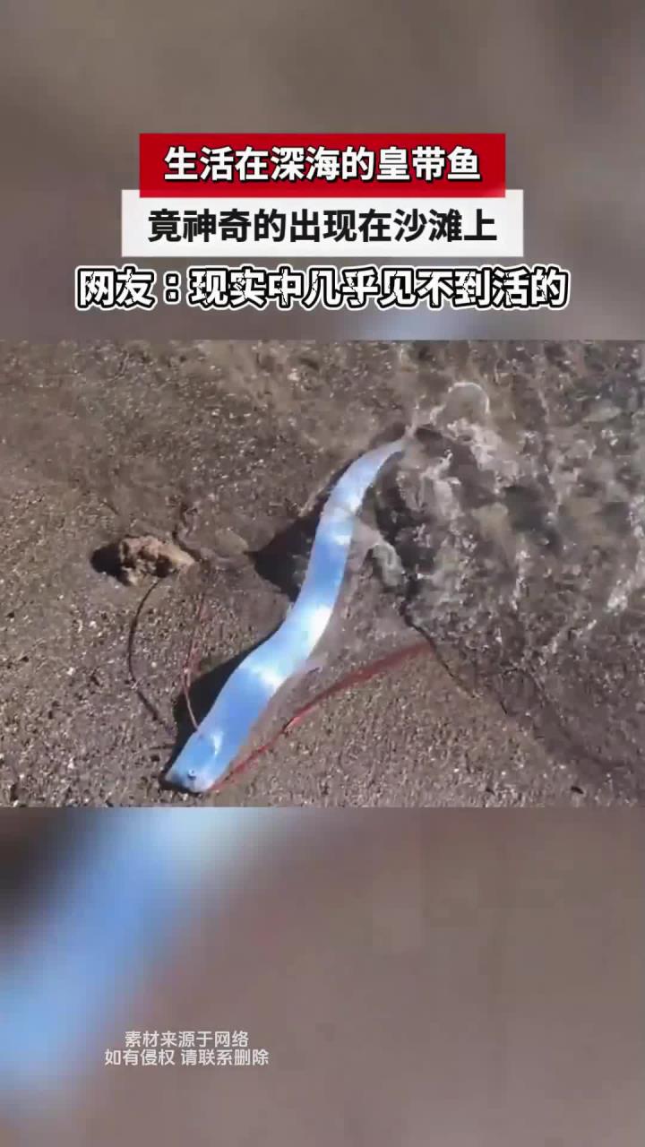 生活在深海的皇带鱼,竟神奇的出现在沙滩上