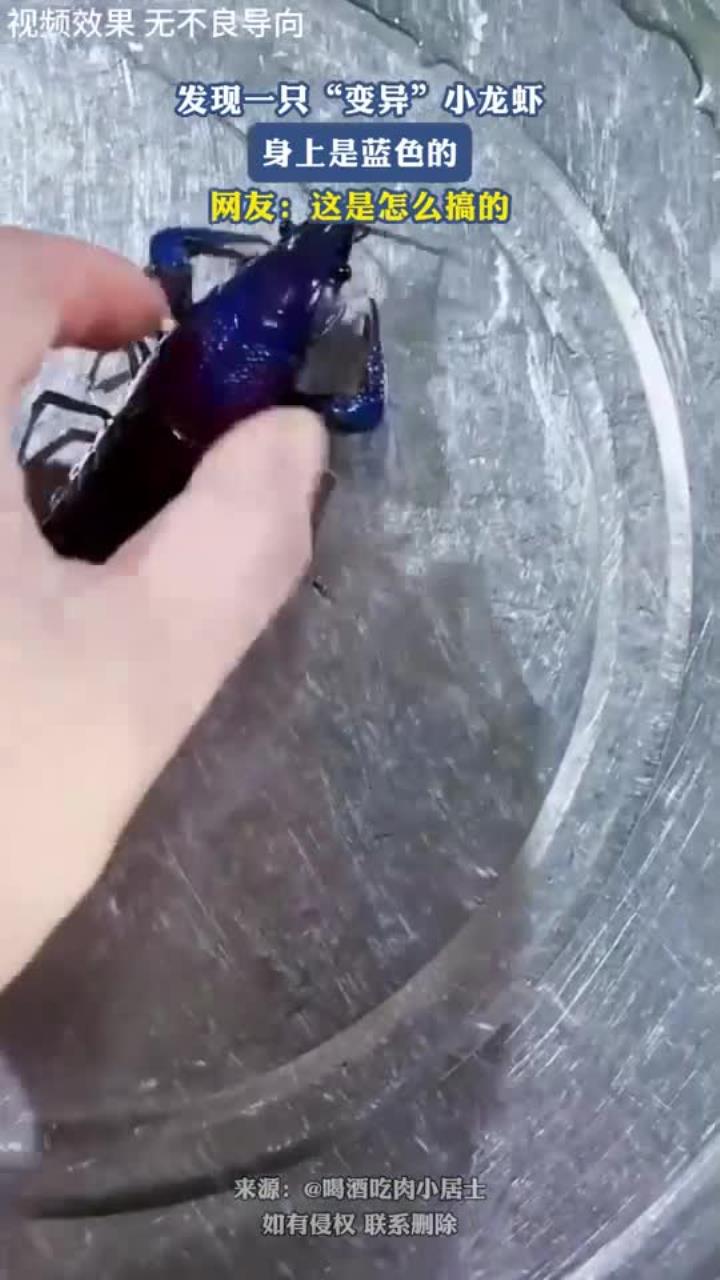 发现一只“变异”小龙虾,身上是蓝色的,网友:这是怎么搞的