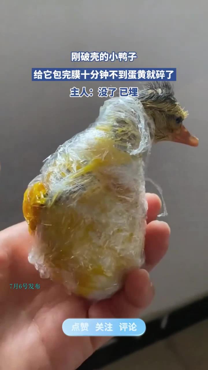 刚破壳的小鸭子,给它包完膜十分钟不到蛋黄就碎了,主人:已埋