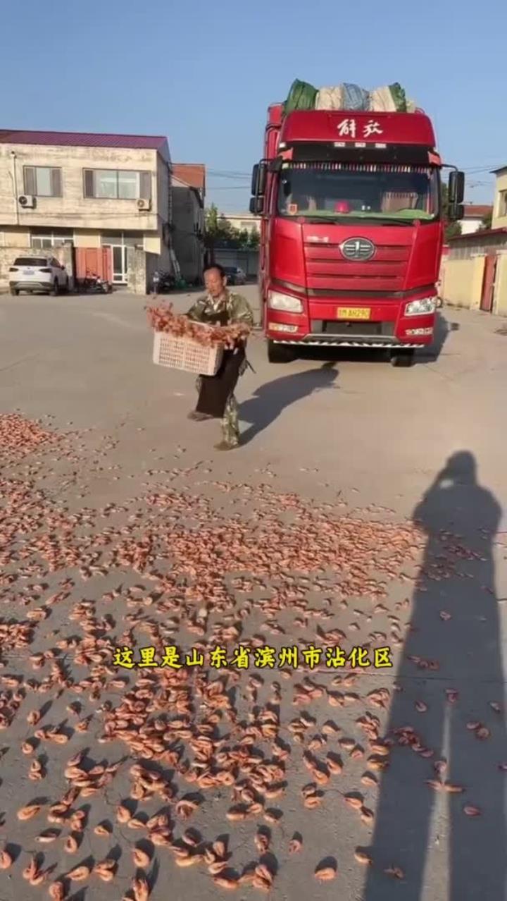 山东海虾干