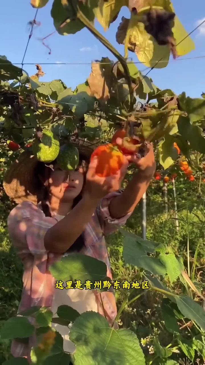 贵州瓜蒌(吊瓜子)