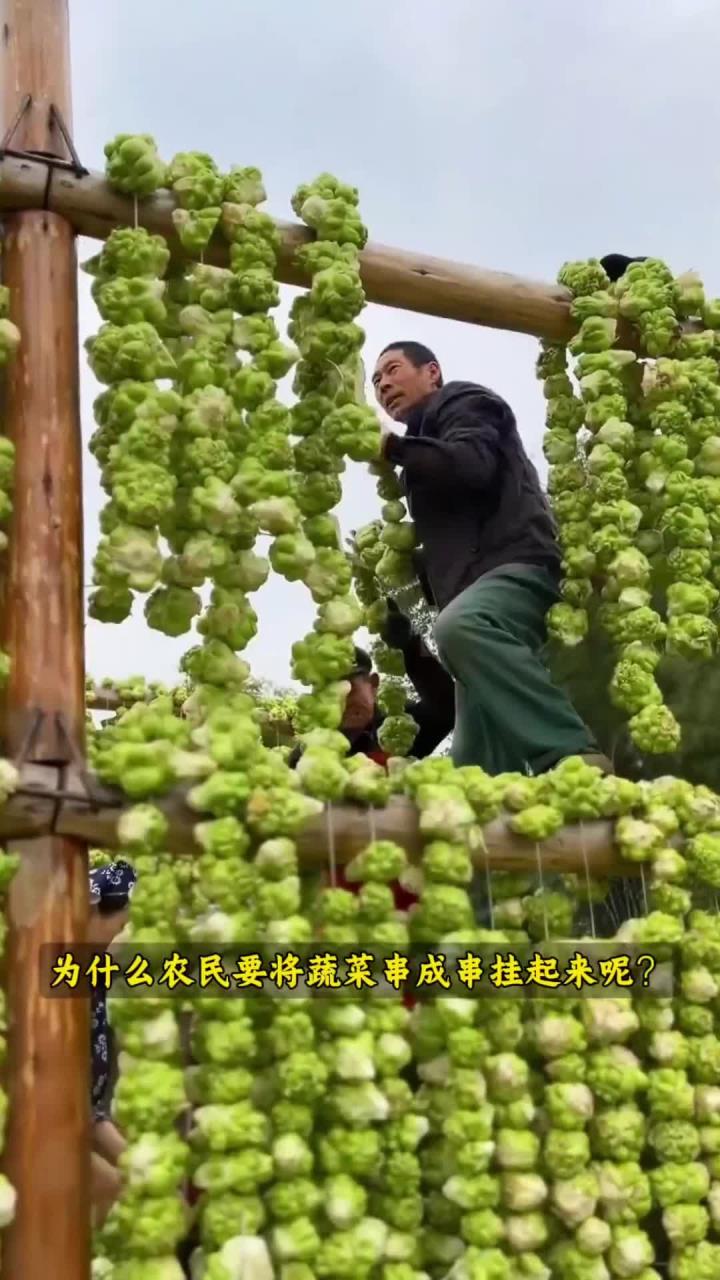 青菜头榨菜