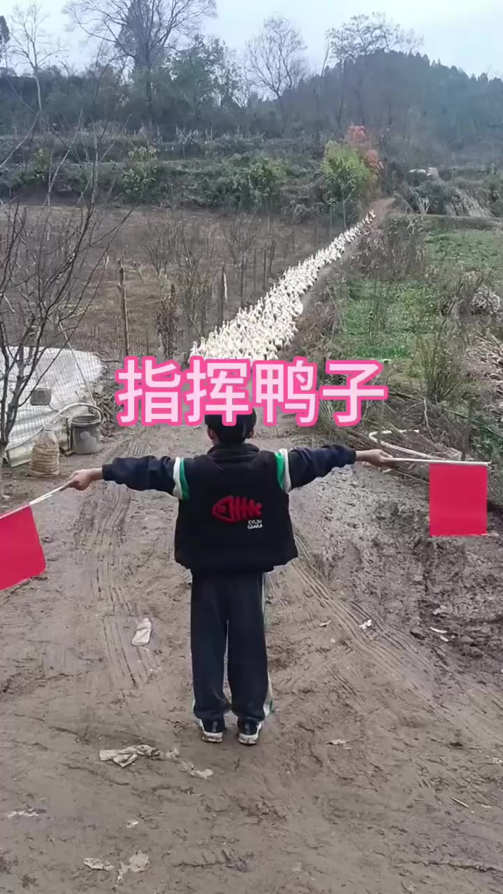 这样鸭子究竟是怎么训练的呀