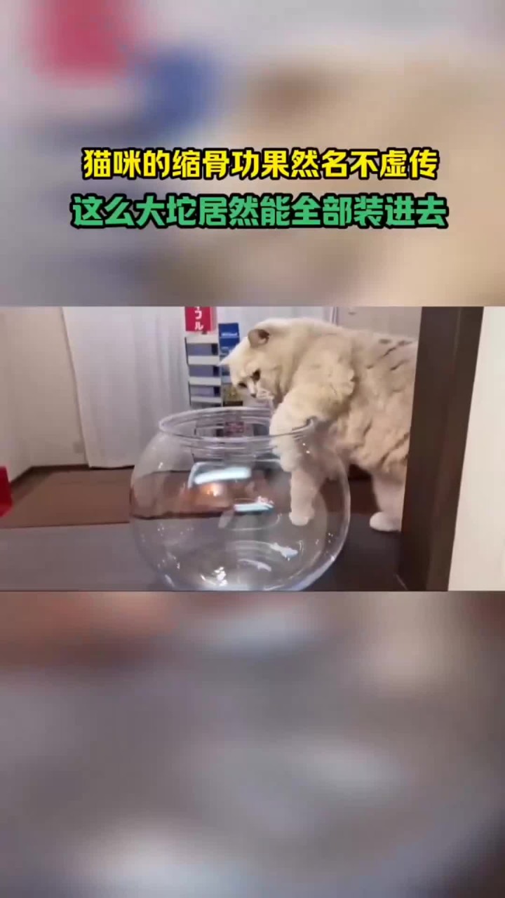 果然猫咪身体像水做的一样,这也太柔软了吧!