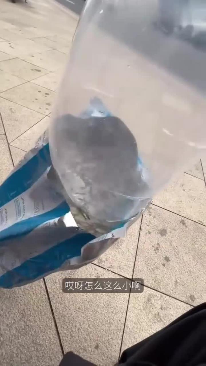 放生555条鲤鱼苗，鱼是对了，可是……