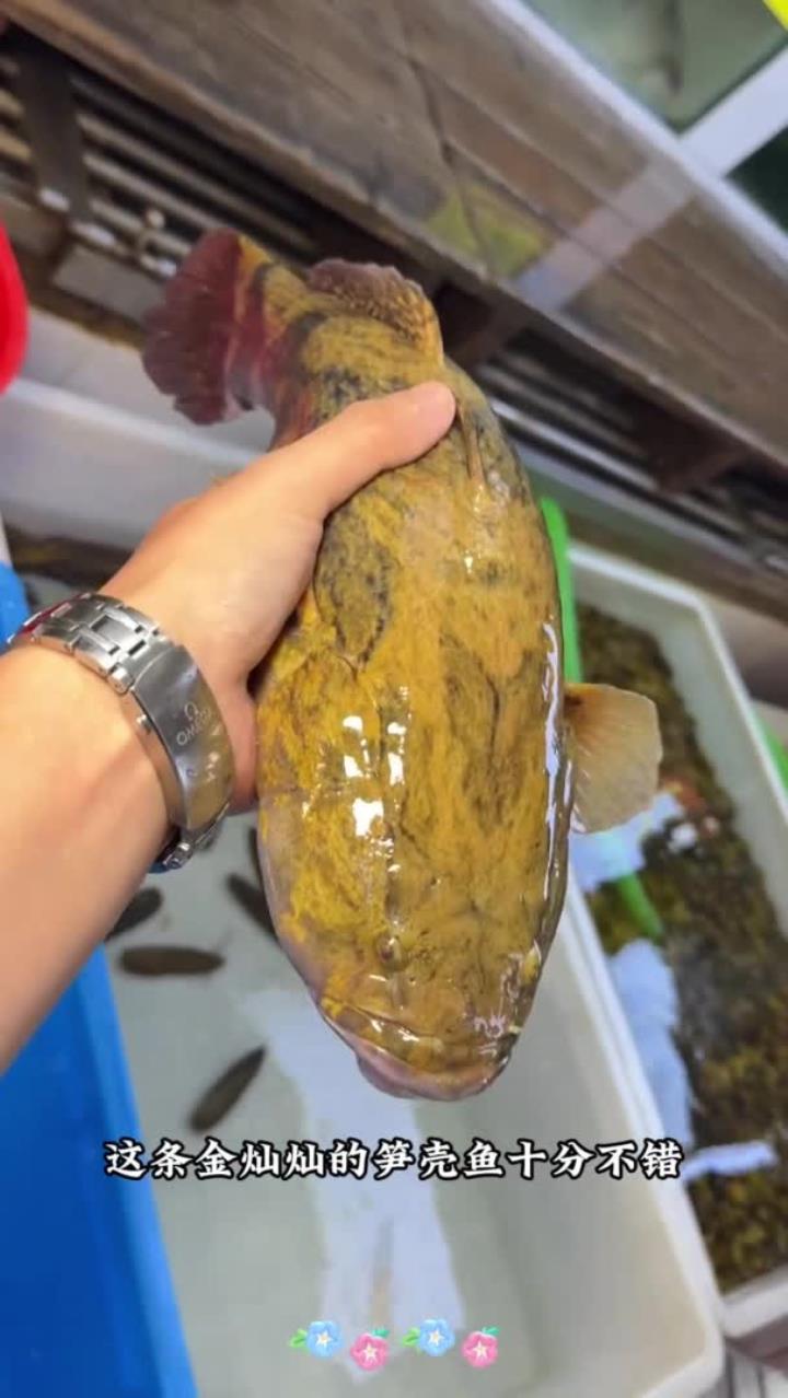 金灿灿大笋壳,肉多刺少,十分鲜嫩
