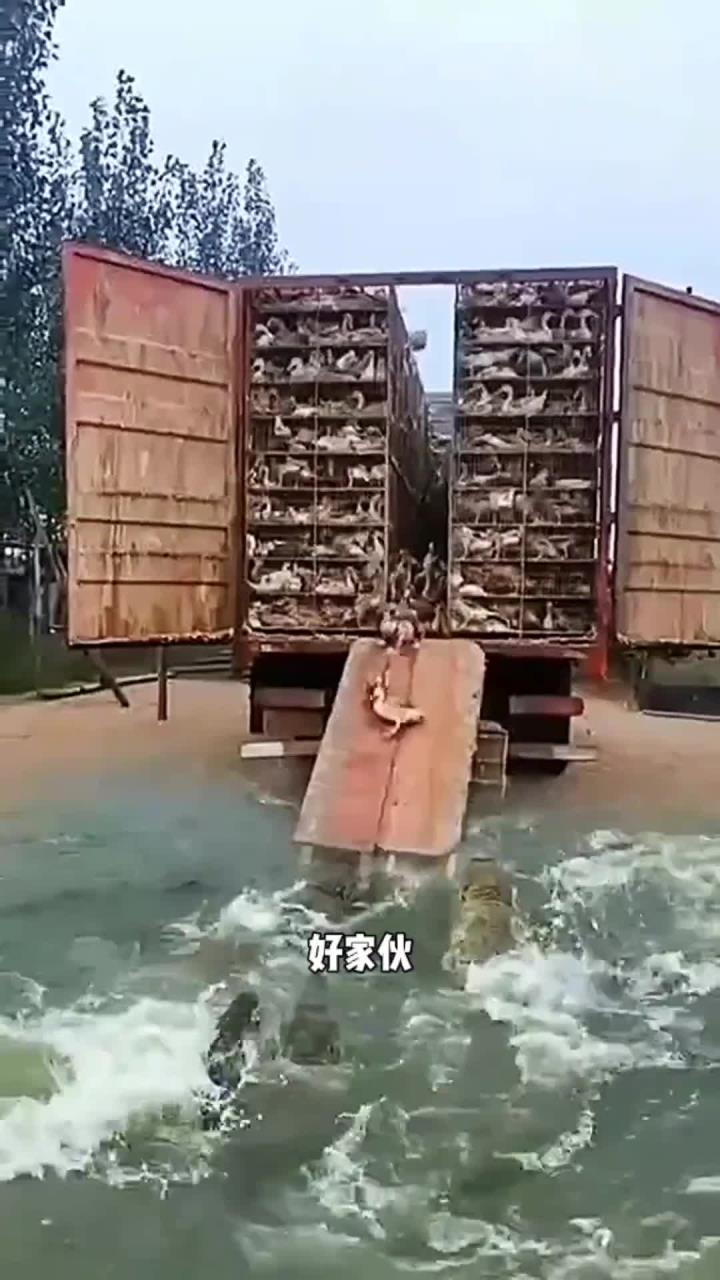 赶鸭子进鱼肚,太残忍了