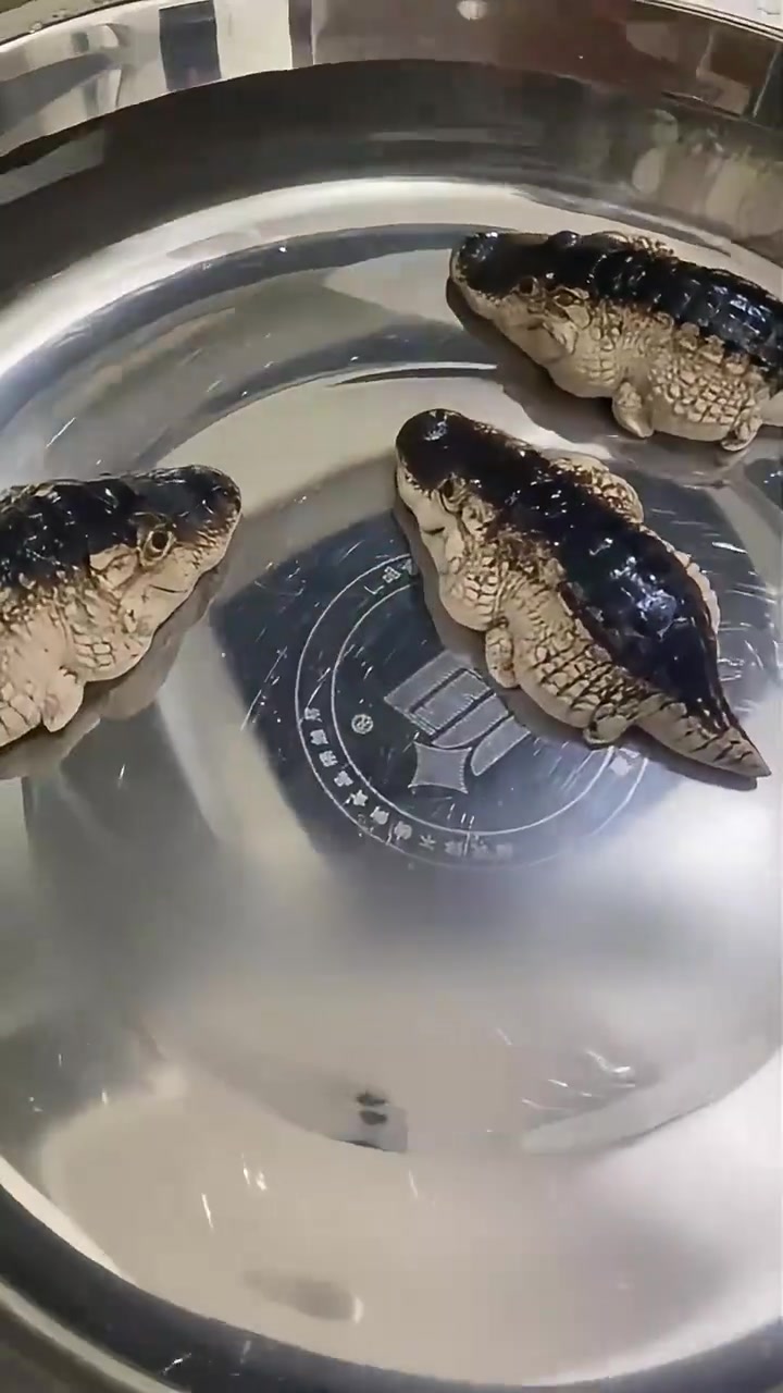 分享13种不同种类的鳄鱼,你都见过那几个呢