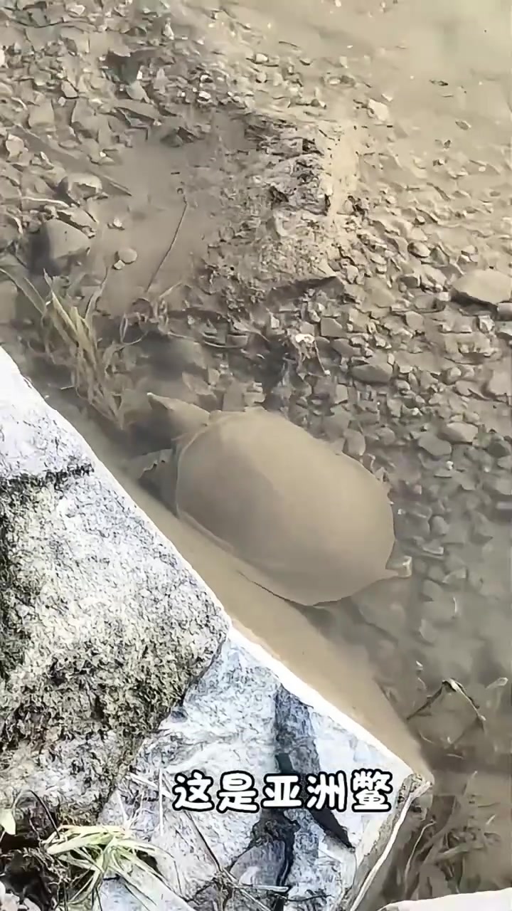 分享科普10个品种的甲鱼，看看有没有你认识的？