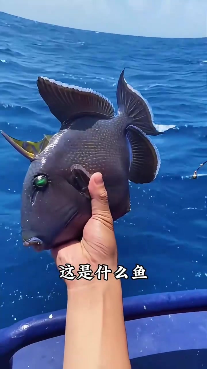 分享特别漂亮的15种海鱼,你最喜欢哪一种?