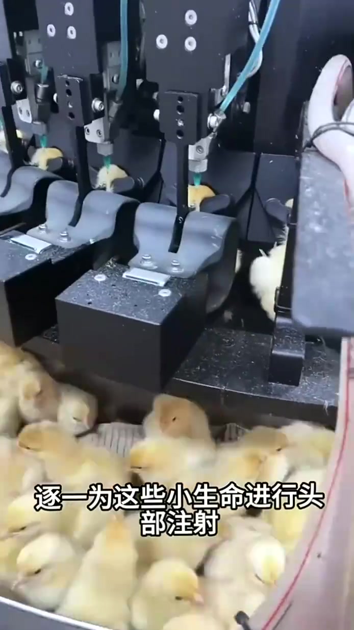 给小鸡仔注射是有什么作用吗