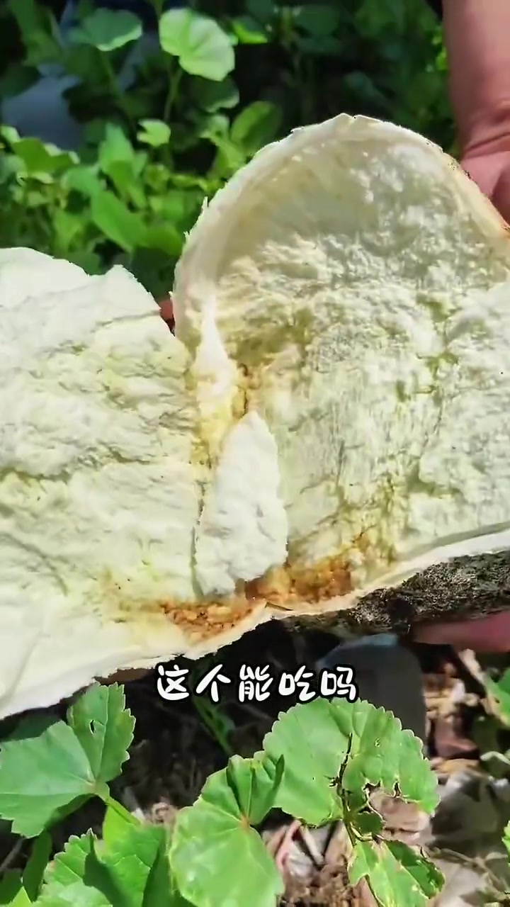 33种农村常见的野菜,你都吃过哪几种呀?