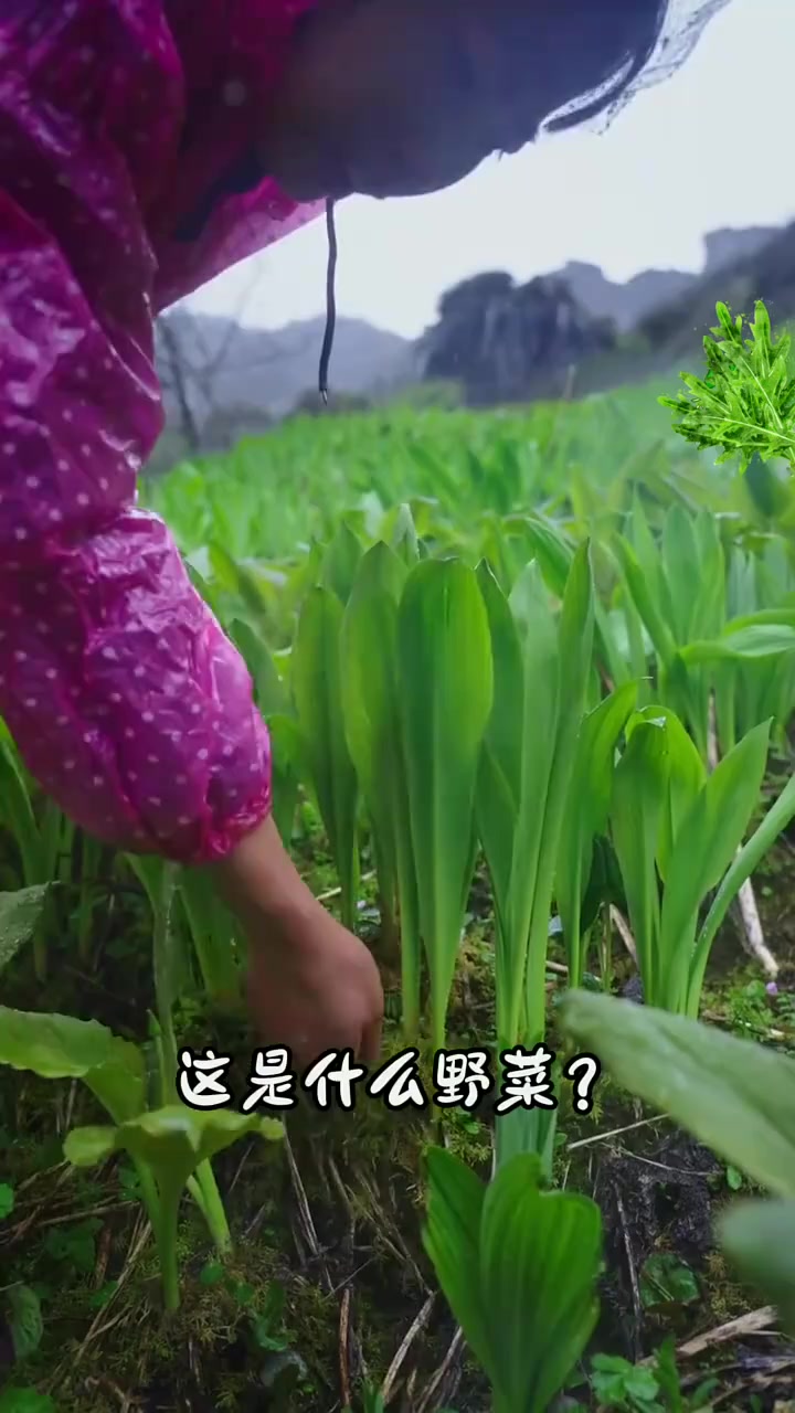 20种农村常见的野菜，你都吃过哪几种呀？