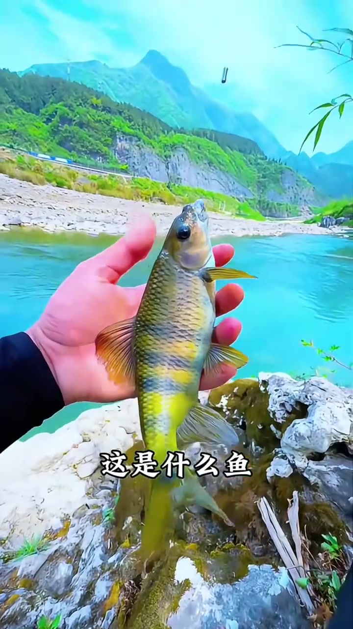 一口气看完16种鱼，你们那里都怎么叫？