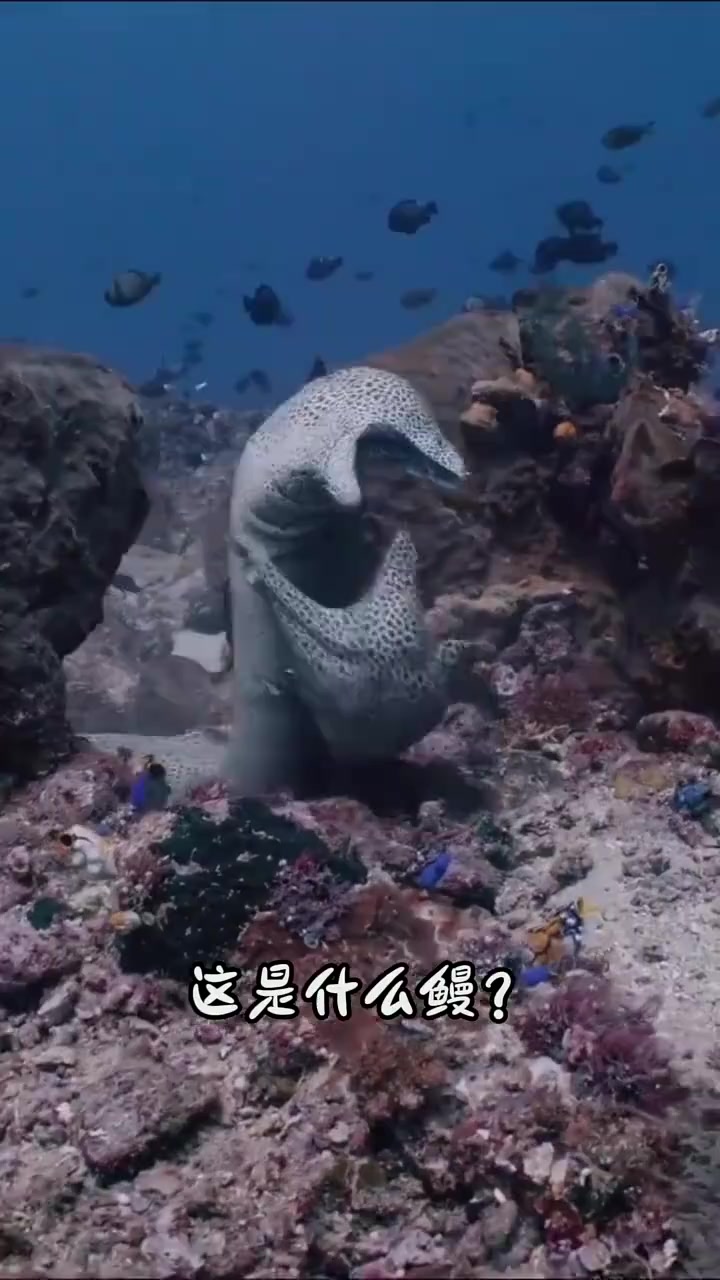 16种不同种类的鳗鱼，你都认识哪几种呀？