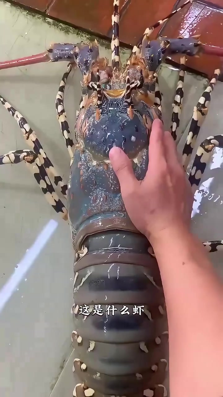 带你认识虾的品种！