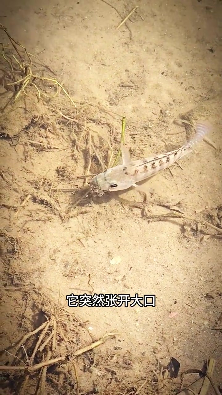 大鱼吞食小鱼竟是为保护小鱼