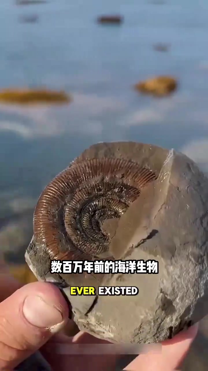 菊石长什么样?.......