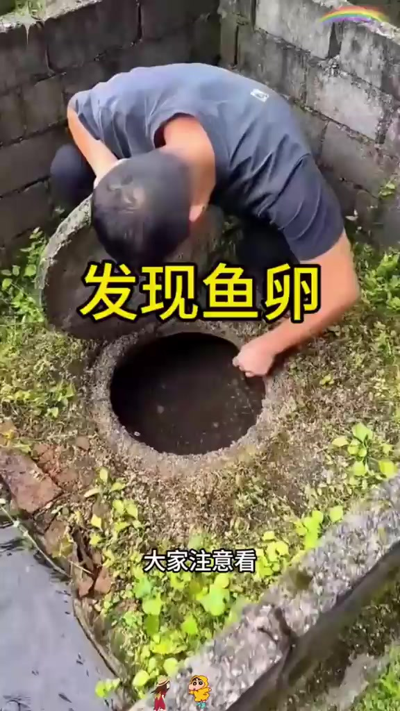 这是什么鱼卵啊,怎么这么大一颗