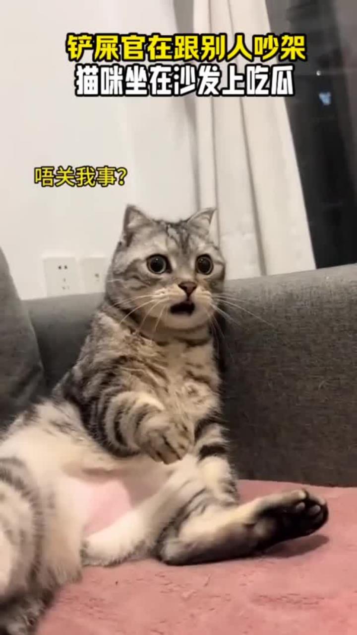 别人吵架,结果猫咪坐在一旁沙发上吃瓜,这表情也太好笑了吧!傻猫头像