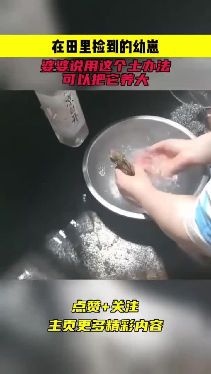 在田里捡到的幼崽,婆婆说用这个土办法,可以把它养大