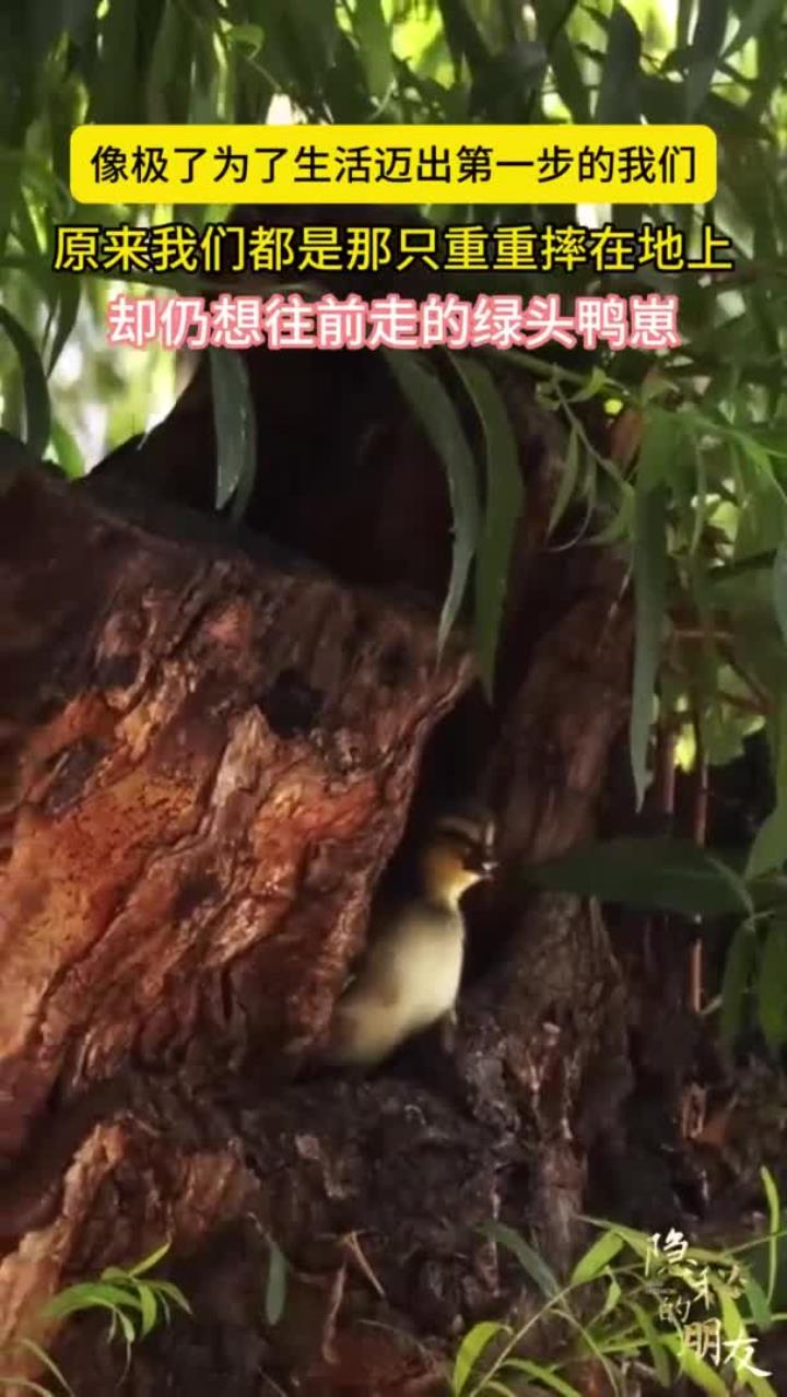 迈出“鸭”生第一步:直击出生仅24小时的绿头鸭幼崽“跳巢”