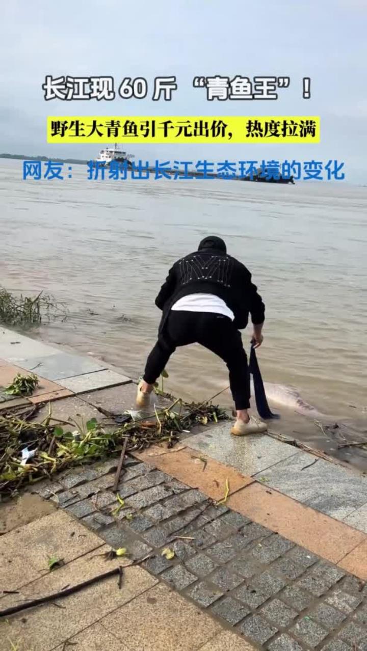 长江馈赠60斤野生大青鱼上岸,这波收获也太顶了