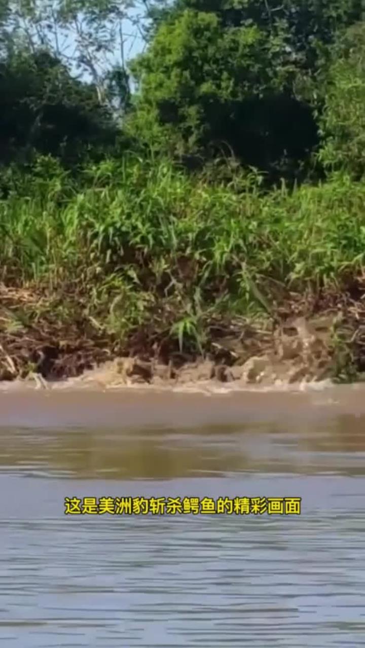 美洲豹斩杀鳄鱼，鳄鱼毫无反抗之力