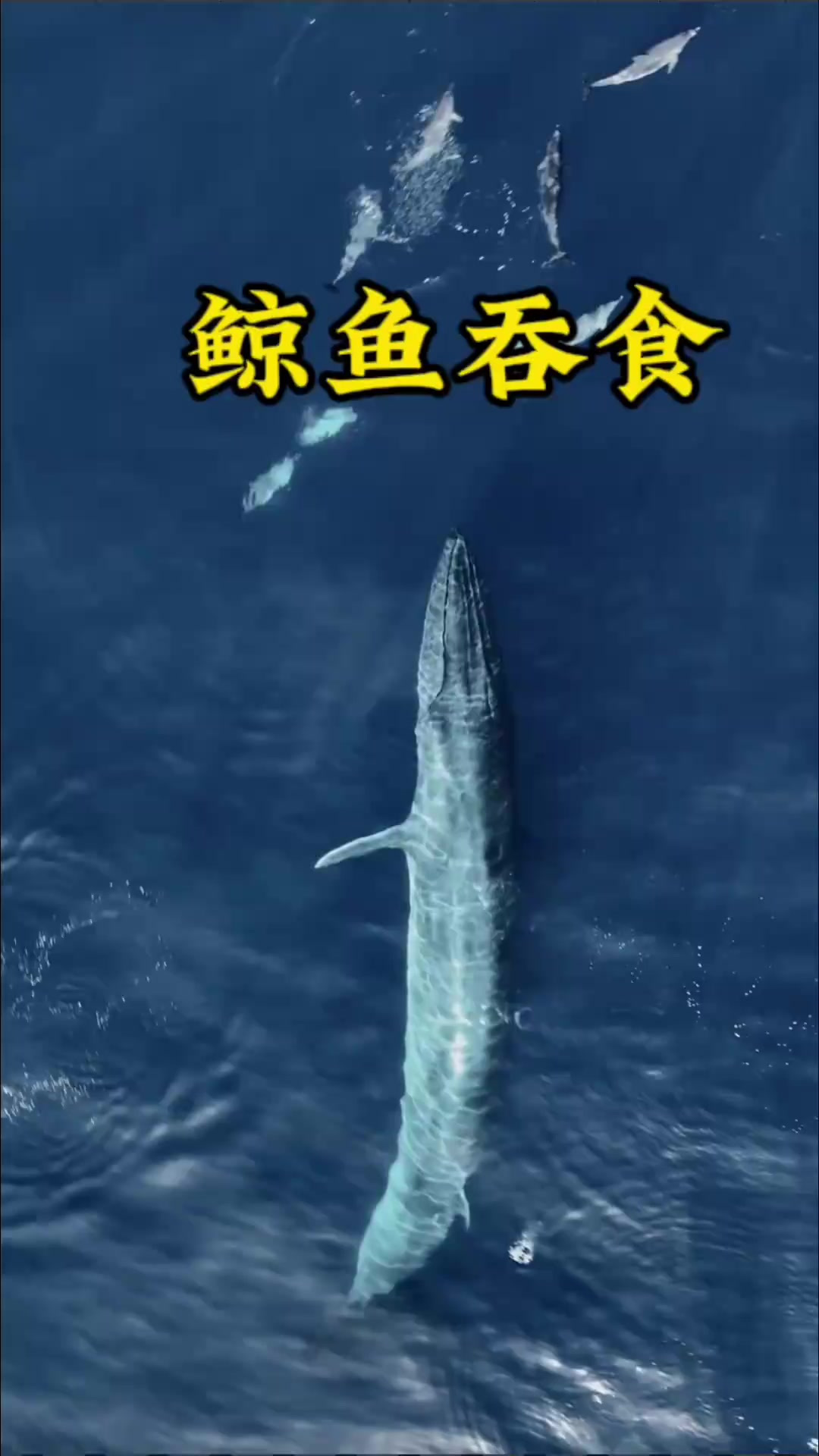 巨大鲸鱼吞食场面，100多吨的超大鲸鱼