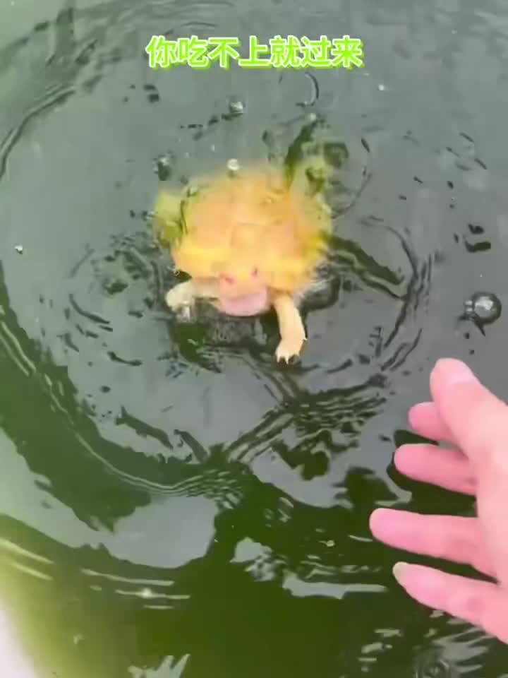 同样是大鳄怎么差距这么大呢,有喜欢小鳄鱼小鳄龟的看下主