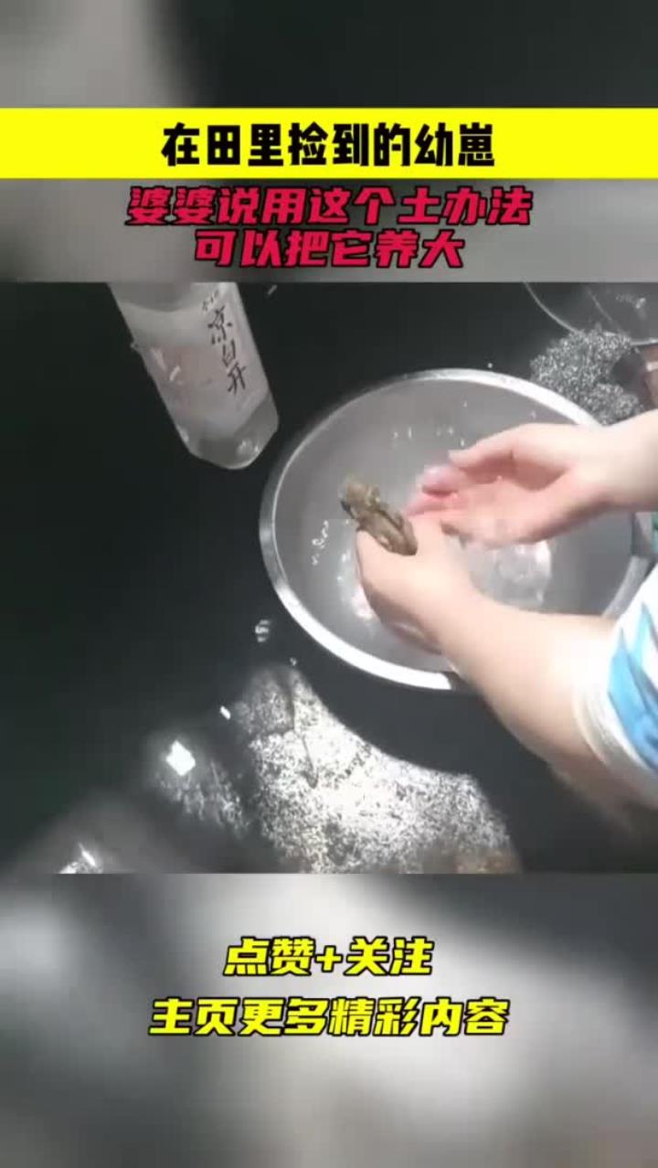 在田里捡到的幼崽,婆婆说用这个土办法,可以把它养大