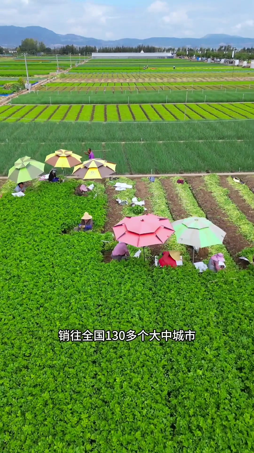 夏日旅行,云南玉溪通海,这里是国内最大露天蔬菜基地,蔬菜远销