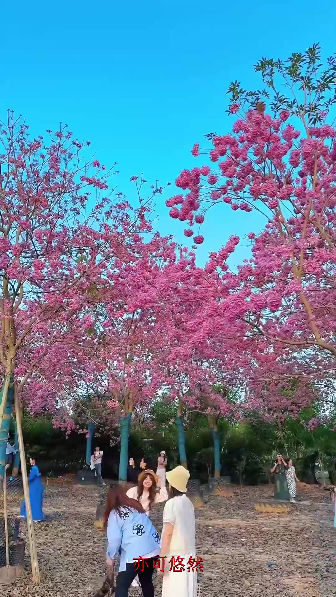 夏日旅行,冬天总要来趟南宁看看这浪漫的风铃花吧!旅游推荐