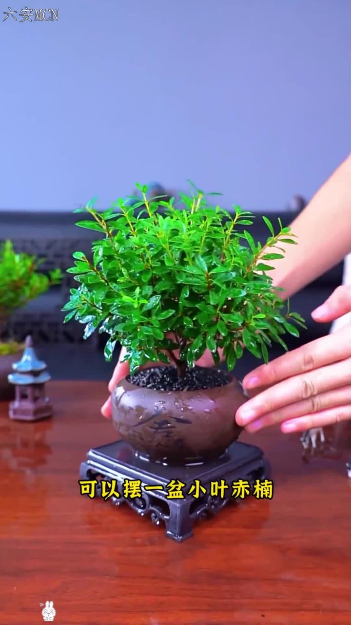 能开花的小叶赤楠,寓意好又好养活,摆家里生机勃勃的样子放哪里都好看 种植