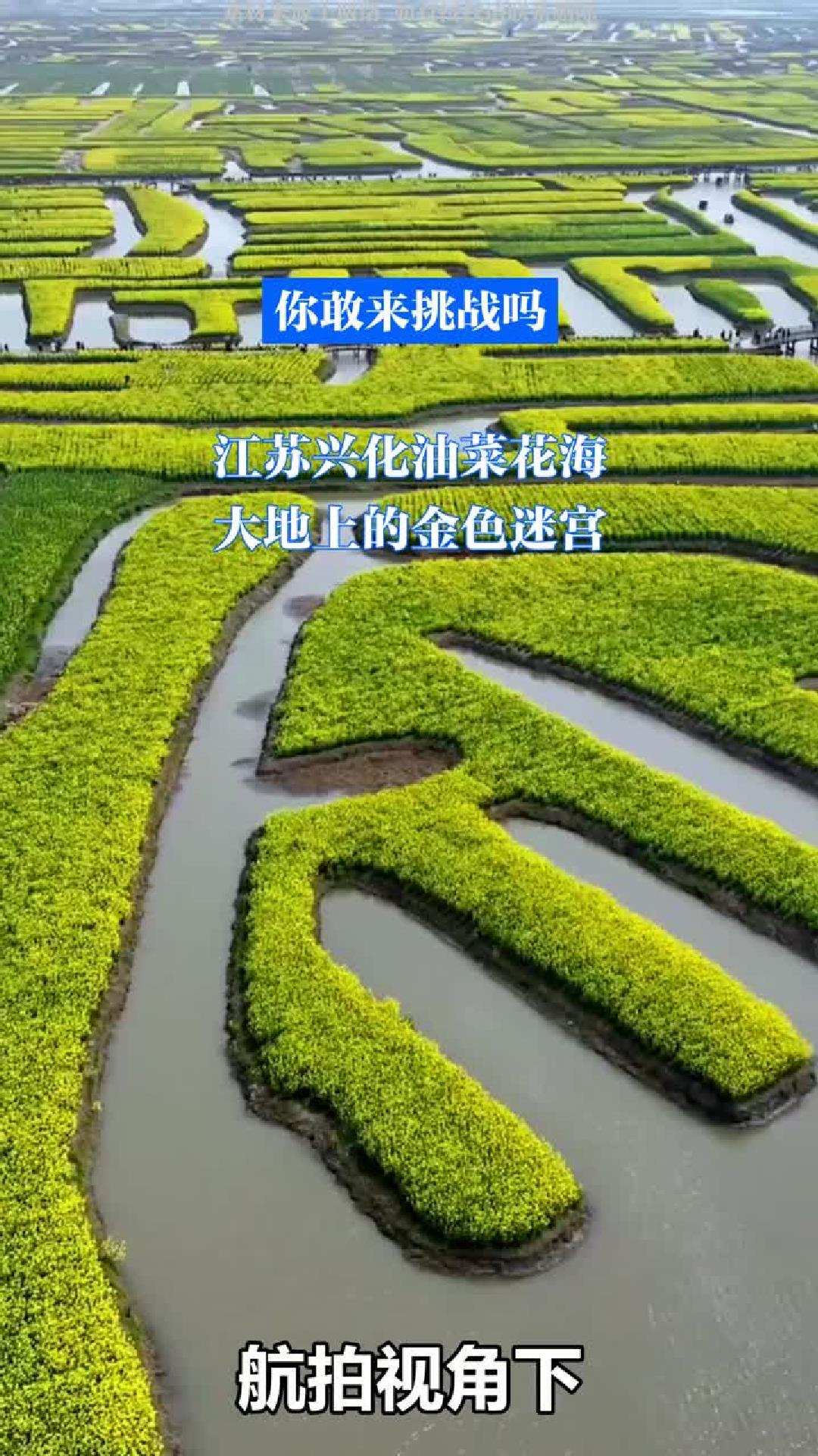 江苏兴化油菜花海：大地上的金色迷宫，你敢来挑战吗？