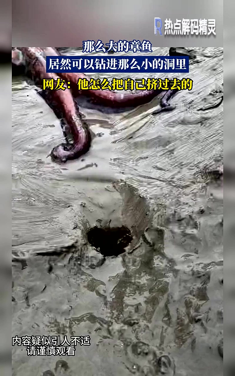 那么大的章鱼,居然可以钻进那么小的洞里