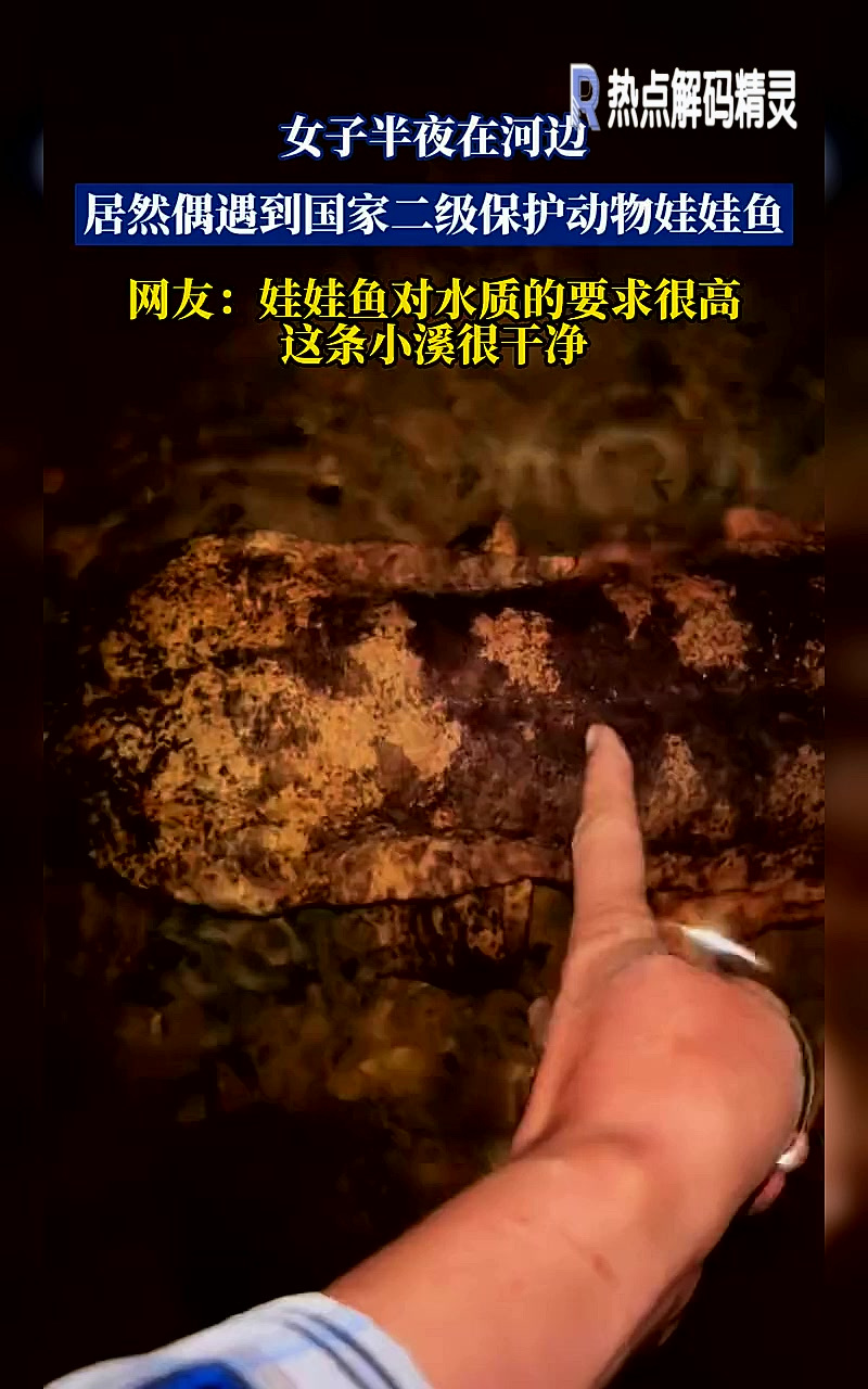 女子半夜在河边，居然偶遇到国家二级保护动物娃娃鱼