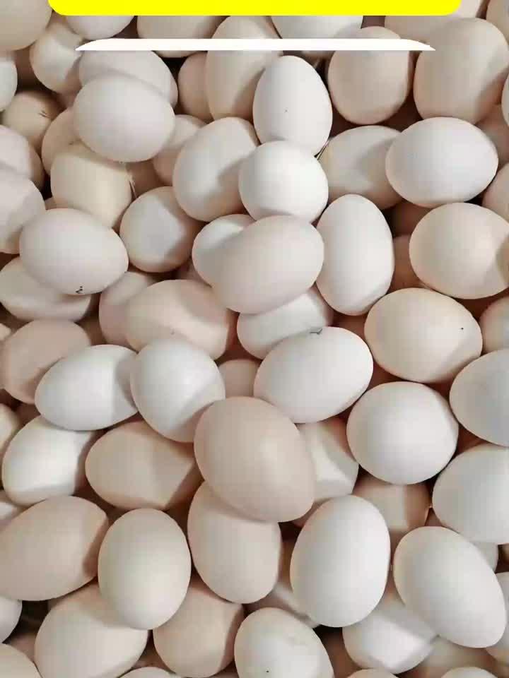 鸡鸭鹅蛋的优点是啥