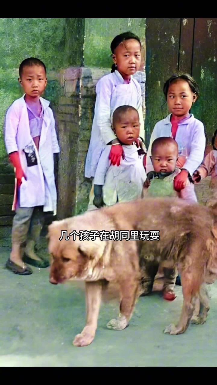 旧时,北京城中小康人家的标配就是“天棚鱼缸石榴树,老爷肥狗胖丫头”